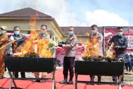 Polda Sumsel musnahkan 200 kg ganja dari Empat Lawang