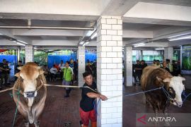 Penyembelihan hewan kurban milik Presiden dan Wapres di Masjid Istiqlal