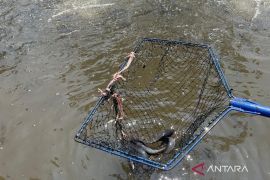Diskanak Kuningan gencarkan budidaya ikan sistem bioflok pada tingkat desa