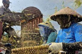 Spektrum - Menggapai swasembada beras dari hamparan sawah Sumedang