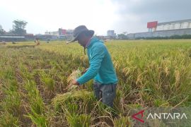 Kabupaten Bandung perbaiki 546 daerah irigasi sawah untuk mitigasi El Nino