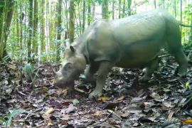 Melestarikan Badak Kalimantan lewat bayi tabung