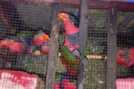 BKSDA Maluku amankan 6 ekor nuri kepala hitam di atas KM Leuser