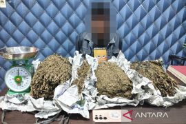 Polisi tangkap pengedar 3,1 kg ganja kering