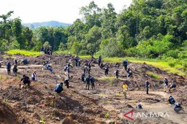Otorita tanam lima juta pohon restorasi kawasan IKN
