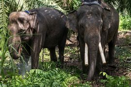 BKSDA Kaltim sebut gajah Deo dan Sinta dalam kondisi prima usai translokasi