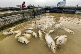 Kematian ikan keramba sungai akibat kemarau di Jambi