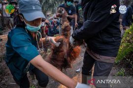 Kemenhut perkuat Satgas Penyelamatan Satwa Liar hadapi dampak karhutla