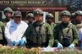 Pangkogabwilhan: Satgas Yonif 725/WRG temukan ladang ganja KKB di Kurima