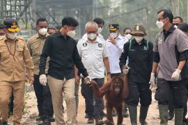 Gibran pastikan perawatan orangutan terdampak asap karhutla