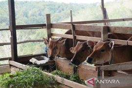 Pemprov Kaltim kembangkan Desa Korporasi Ternak demi ketahanan pangan