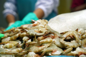 PON jadi ajang promosi perikanan Mimika