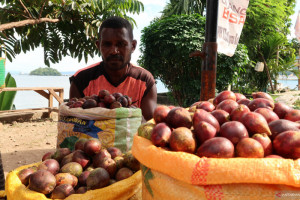 Pedagang matoa harapkan berkah jelang pembukaan PON Papua