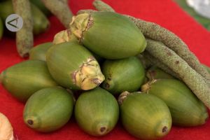 Buah pinang bantu perekonomian dan jaga kesehatan warga Jayapura