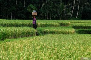 Kemenkominfo pastikan kesiapan jaringan 5G selama World Water Forum