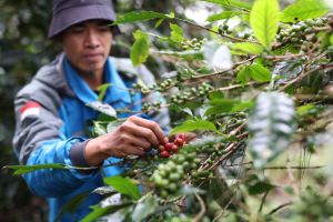 Walhi berdayakan masyarakat kelola lingkungan lewat ekonomi Nusantara