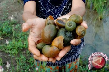 BRIN discovers new endemic land snail in South Sumatra