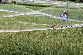 Kisah nyata petani Karawang, tekan biaya produksi sejak pakai pupuk organik