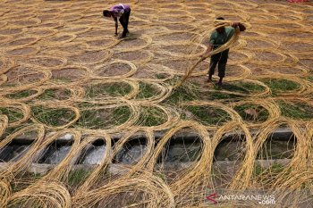 Potensi Produksi Rotan