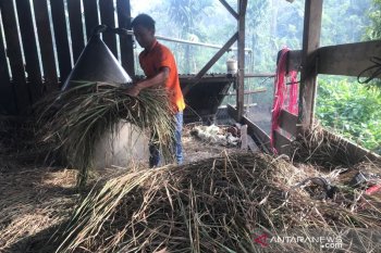 Petani Keluhkan Harga Minyak Serai Wangi Turun Jadi Rp150 Ribu Kg Antara News Aceh