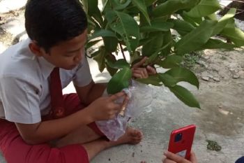 Asyiknya mencangkok secara daring melalui pembelajaran berdiferensiasi