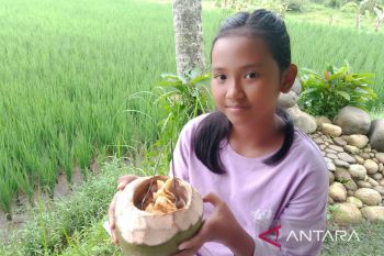 Maknyus..!! Melahap bakso iga kelapa muda di pedesaan Jember