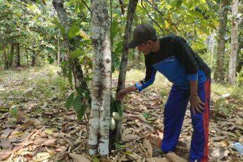 Pemanfaatan hutan untuk cadangan pangan Indonesia