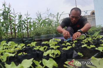 Urban farming, strategi adaptasi perubahan iklim kawasan perkotaan