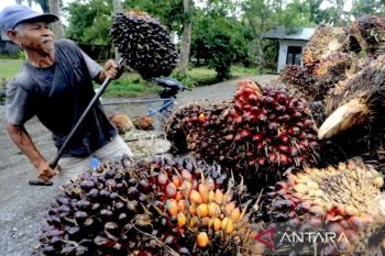 Mengatasi tantangan pengelolaan perkebunan kelapa sawit Indonesia