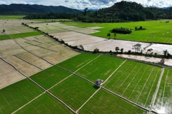 Terwujudnya swasembada pangan melalui integrasi kebijakan