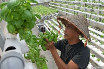 "Urban Farming", solusi berkelanjutan untuk ketahanan pangan perkotaan