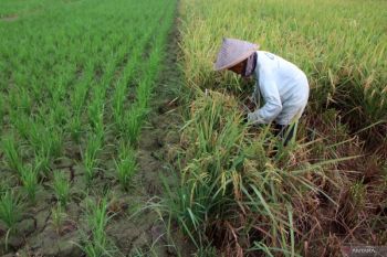 Sawah warisan peradaban yang tak mudah dibangun