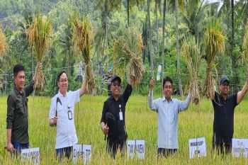 DPP Gunungkidul proyeksikan luas panen 35.351 hektare pada Maret