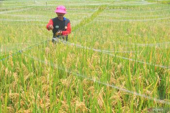 "Brotherhood Spirit" Bulog dan petani untuk wujudkan kedaulatan pangan