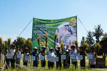 Pemkab Gunungkidul catat produksi padi Januari hingga Maret capai 203.842 ton