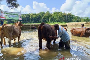 Tradis Guyang Sapi di Telaga Ploso Gunung Kidul