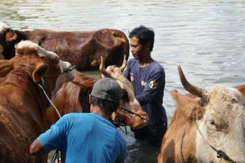 Pemkab Gunungkidul jaga ternak tetap sehat melalui tradisi "Ngguyang Sapi"