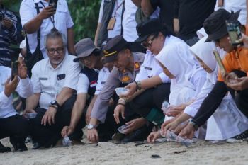 DIY melepasliarkan 101 tukik di Pantai Wediombo Gunungkidul