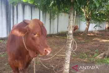 Seorang warga meninggal dunia ditendang sapi kurban