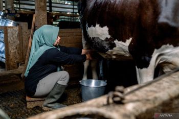 Segelas susu dari ekosistem pangan berkeadilan