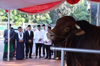 APPSI merasa naik kelas usai Presiden Prabowo borong hampir seribu ekor sapi