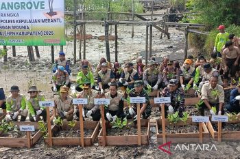 Cegah abrasi di Meranti, ribuan mangrove ditanam di pantai Desa Mekong
