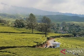 Sebanyak 1.093 pendaki jajaki  Gunung Dempo pada Juni 2025