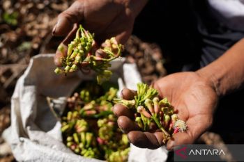 Radioactive contamination in cloves traced to Lampung plantation