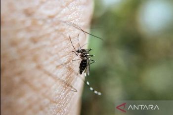 Spesies nyamuk tropis ditemukan di Jeju Korsel untuk pertama kali