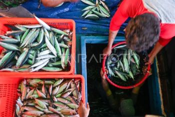 South Sulawesi fishermen village ships first export to Saudi Arabia