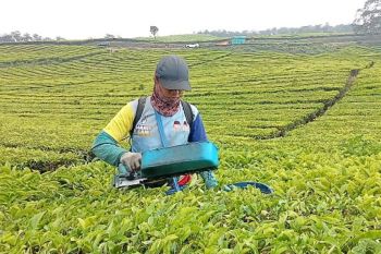 Satu abad menjaga mutu teh bersama teknologi warisan Belanda
