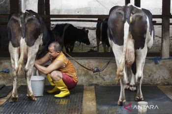 Indonesia expands free meal program with major dairy investment