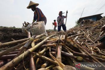 Mengejar swasembada gula tebu 2026