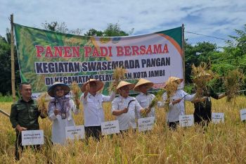 DPKP Kota Jambi - BRMP panen padi sawah dukung swasembada pangan